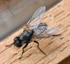 Musca domestica